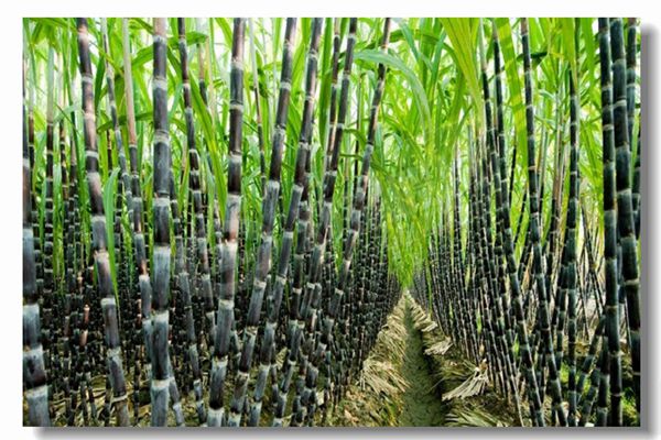 燃气锅炉运行前为什么要举行水压试验？？？？？？？