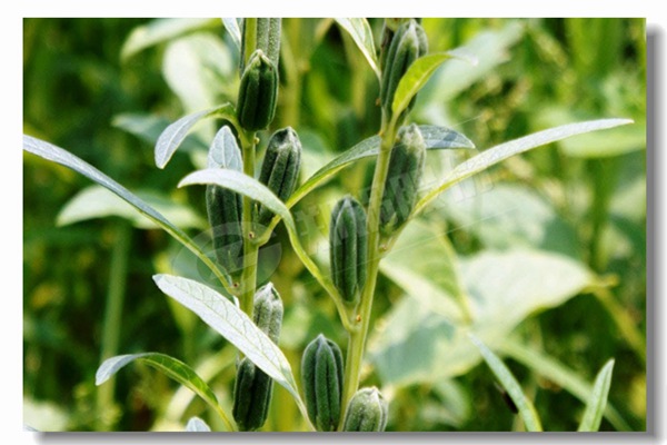 循环流化床锅炉内有传热历程有哪些？？？？？？？